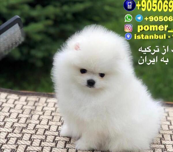 عکس سگ پامرین خرسی سفید