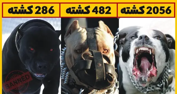 عکس سگ ترسناک ترین