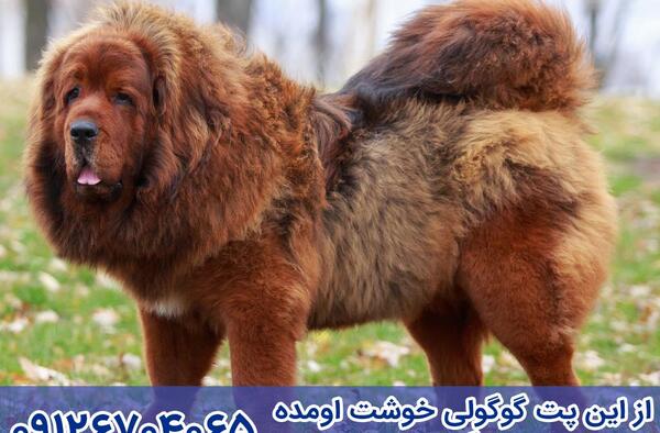 عکس سگ تبتی بزرگ