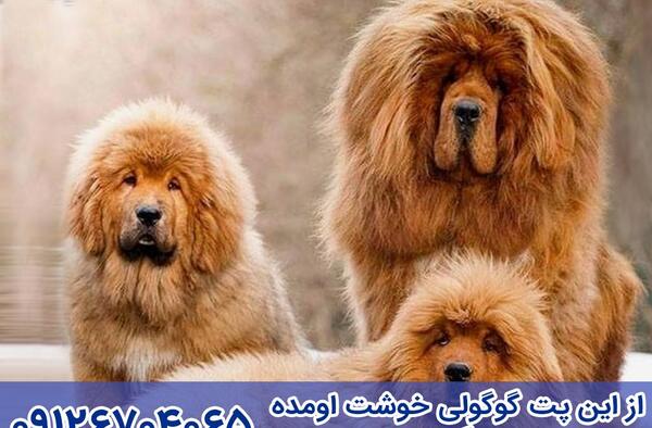عکس سگ تبتی بزرگ