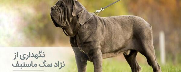عکس سگ تبتی ماستیف