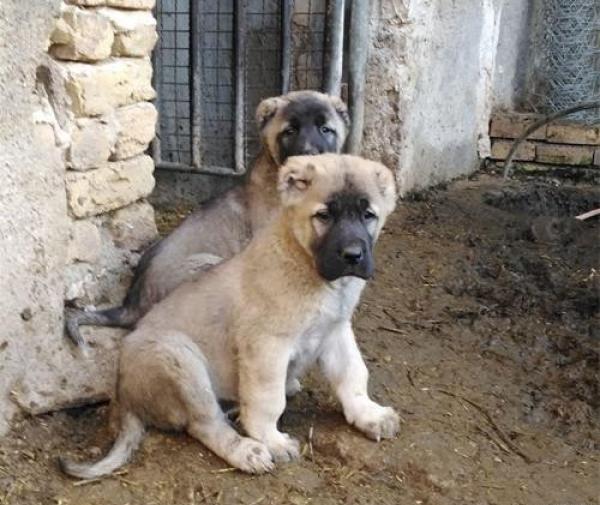 عکس سگ توله سرابی