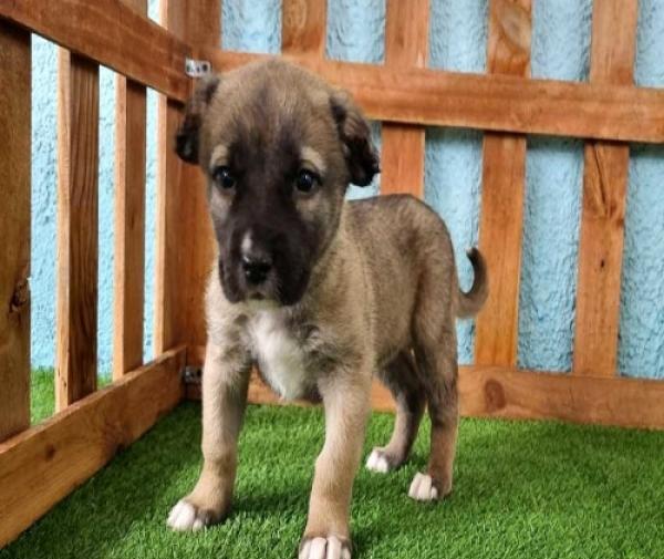 عکس سگ توله سرابی