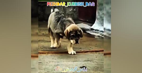 عکس سگ توله پژدر