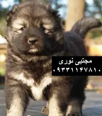 عکس سگ توله پژدر