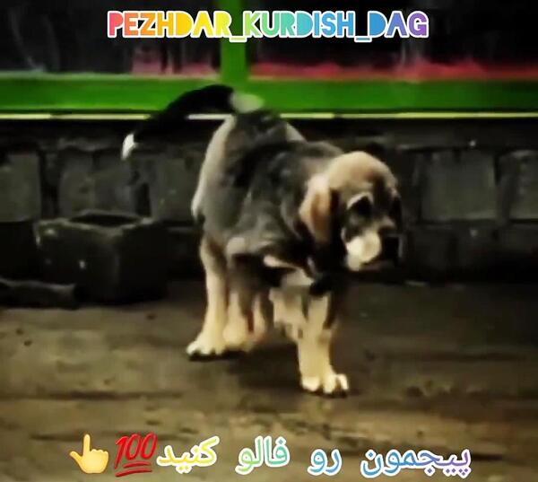 عکس سگ توله پژدر