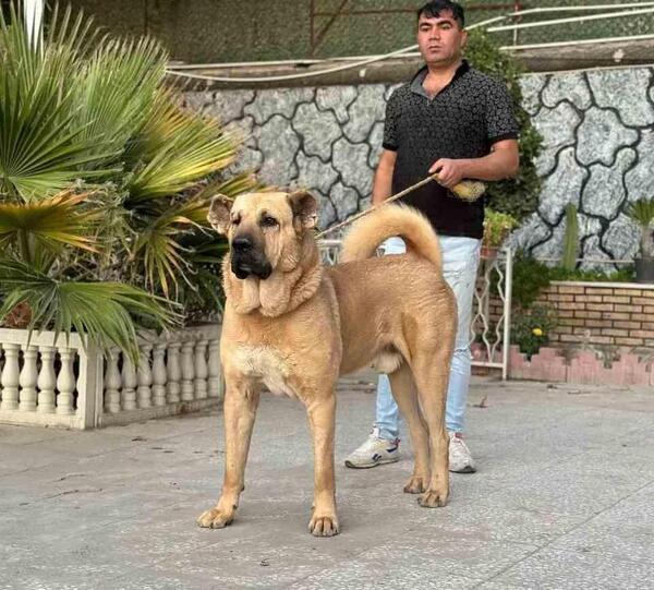 عکس سگ توله پژدر