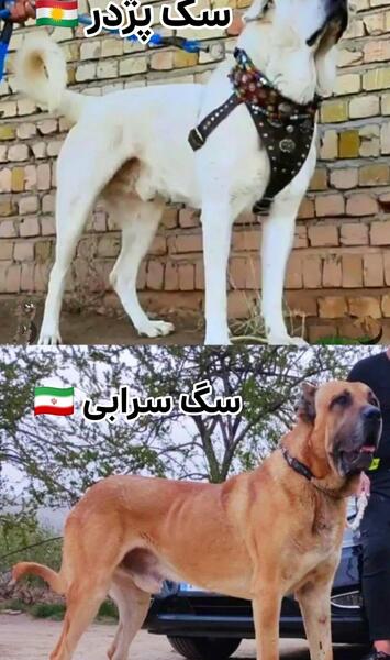 عکس سگ توله پژدر