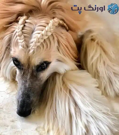 عکس سگ تازی افغان