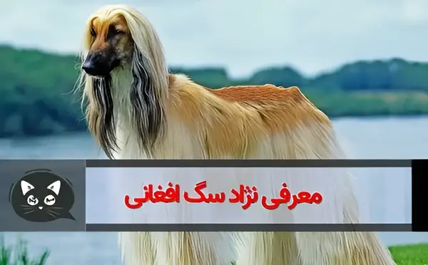 عکس سگ تازی افغان