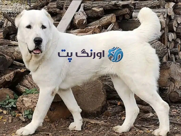عکس سگ تازی افغانی