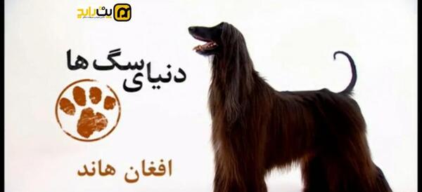 عکس سگ تازی افغانی