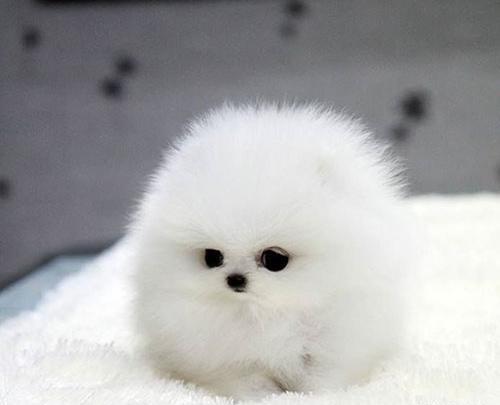 عکس سگ جیبی سفید پشمالو