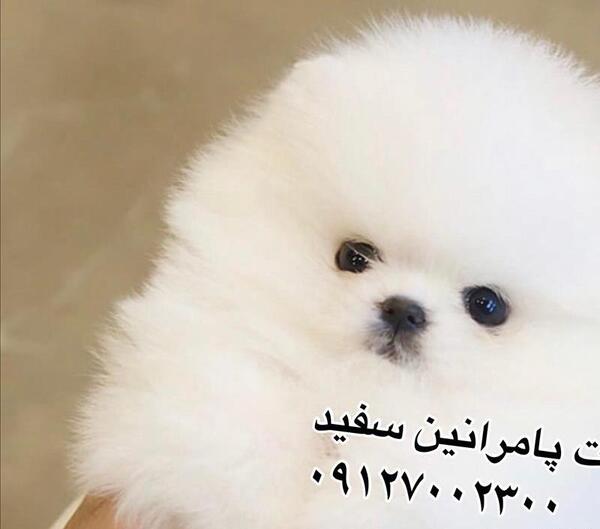 عکس سگ خرسی سفید
