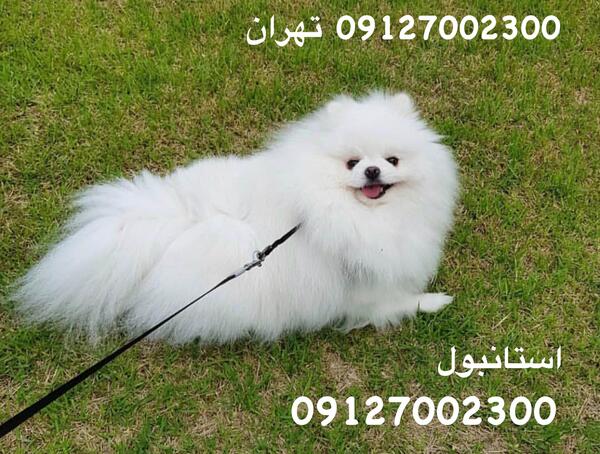 عکس سگ خرسی سفید