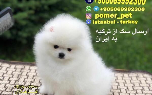 عکس سگ خرسی سفید