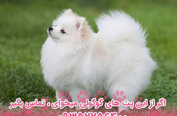 عکس سگ خرسی پامرین