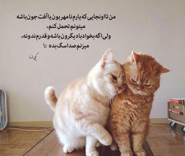 عکس سگ خنده دار برای پروفایل