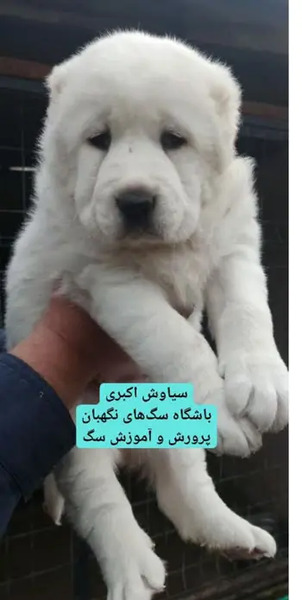 عکس سگ خراسانی اصیل