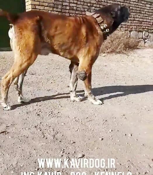 عکس سگ خراسانی اصیل
