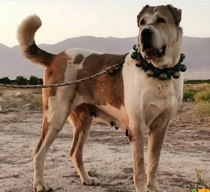 عکس سگ خراسانی بزرگ