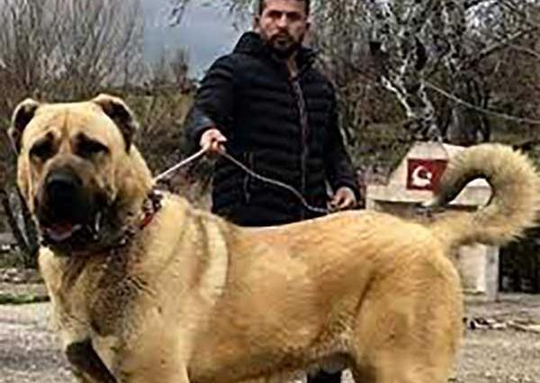 عکس سگ خراسانی بزرگ