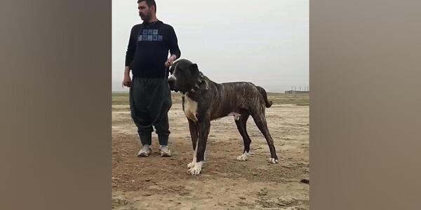 عکس سگ خراسانی سیاه