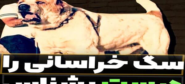 عکس سگ خراسانی سیاه