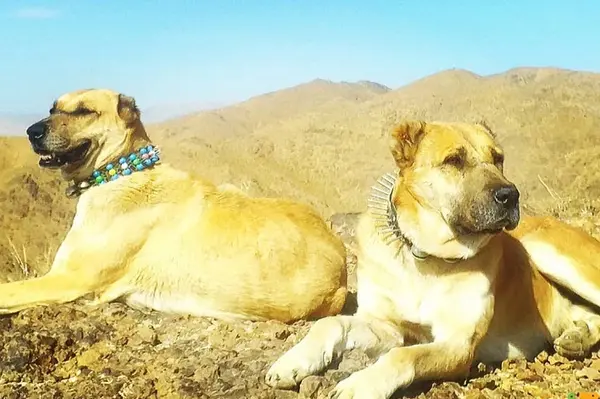 عکس سگ خراسانی سیاه