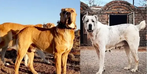 عکس سگ خراسانی سیاه