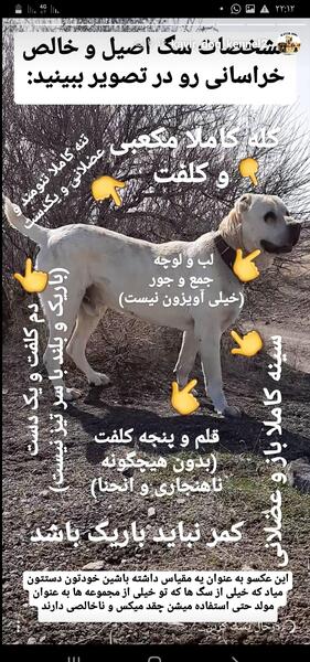 عکس سگ خراسانی سیاه