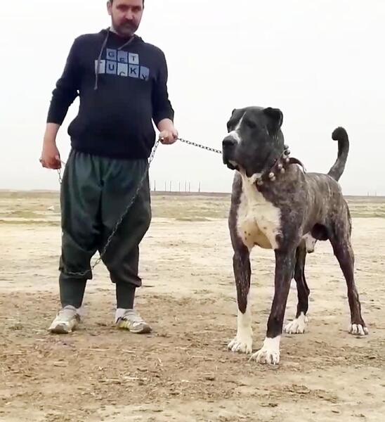 عکس سگ خراسانی سیاه