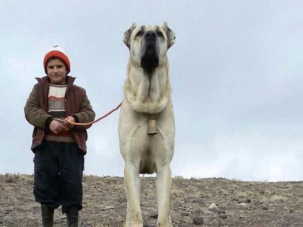 عکس توله سگ خراسانی