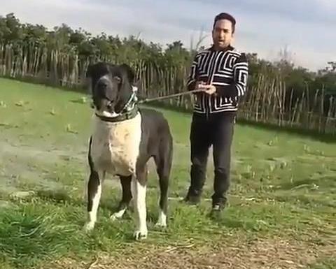 دانلود عکس سگ خراسانی