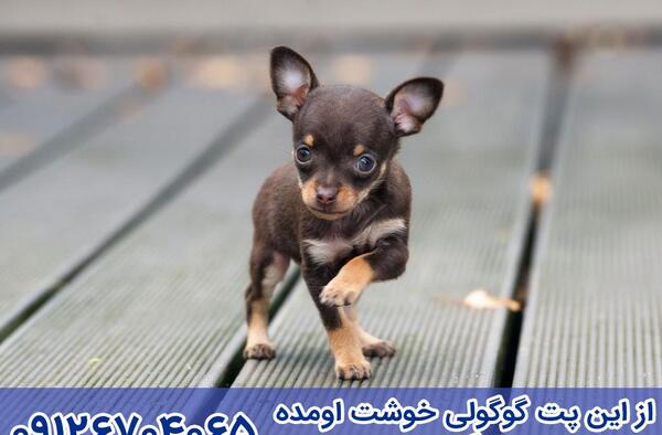 عکس سگ جیبی خیلی کوچولو
