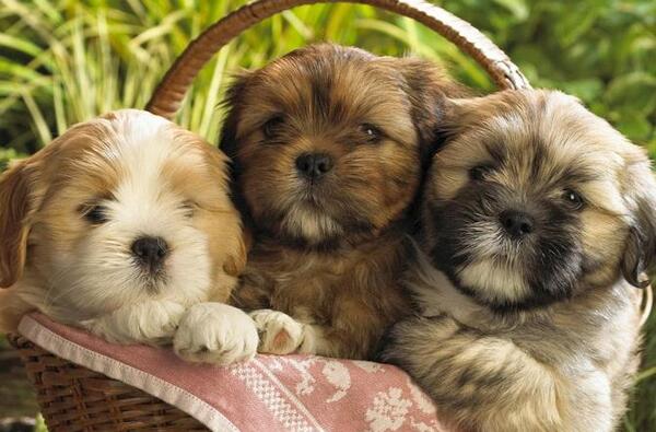 عکس توله سگ خیلی کوچولو