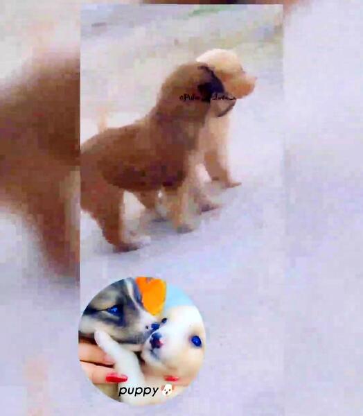 عکس توله سگ خیلی کوچولو