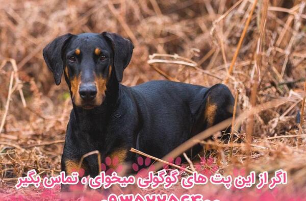 عکس سگ های دوبرمن وحشی