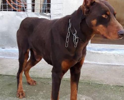 عکس از سگ دوبرمن اصیل