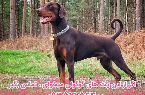 دانلود عکس سگ دوبرمن اصیل