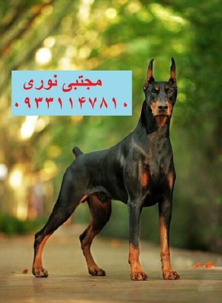 عکس های توله سگ دوبرمن