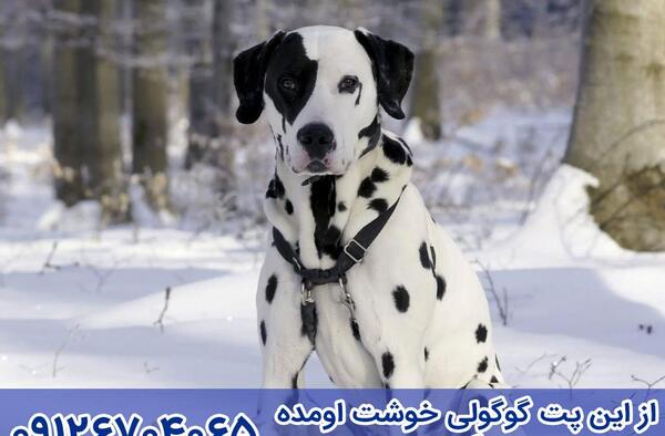 عکس توله سگ دالمیشن