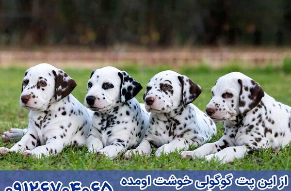 عکس توله سگ دالمیشن