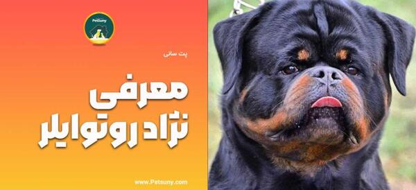 عکس سگ روتوایلر اصیل