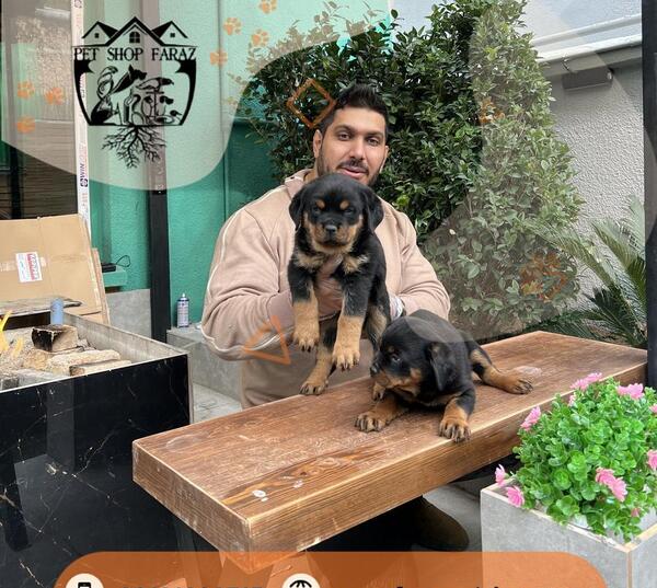 عکس سگ روتوایلر پوزه دلقکی