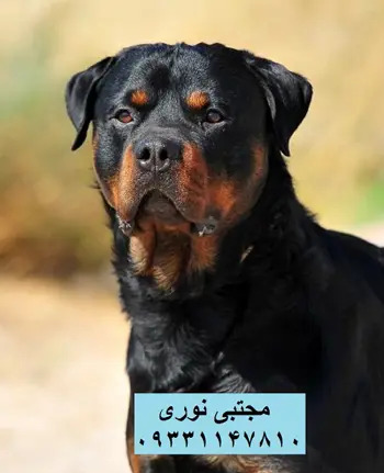 عکس سگ روتوایلر پوزه دلقکی