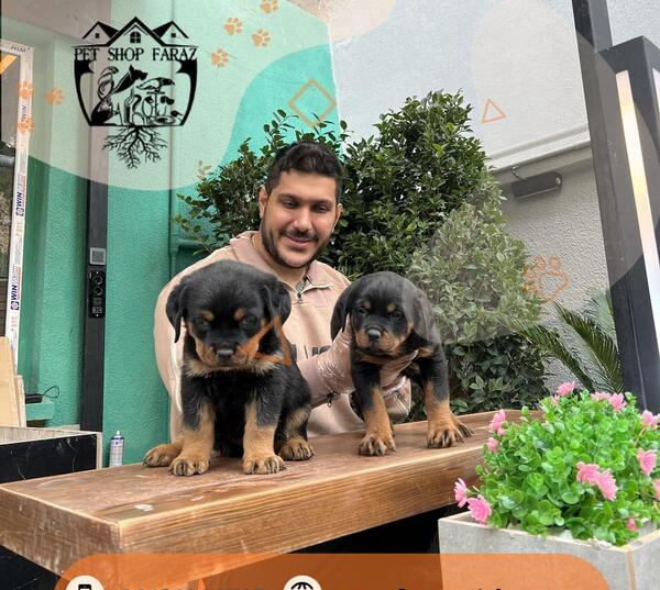 عکس سگ روتوایلر پوزه دلقکی