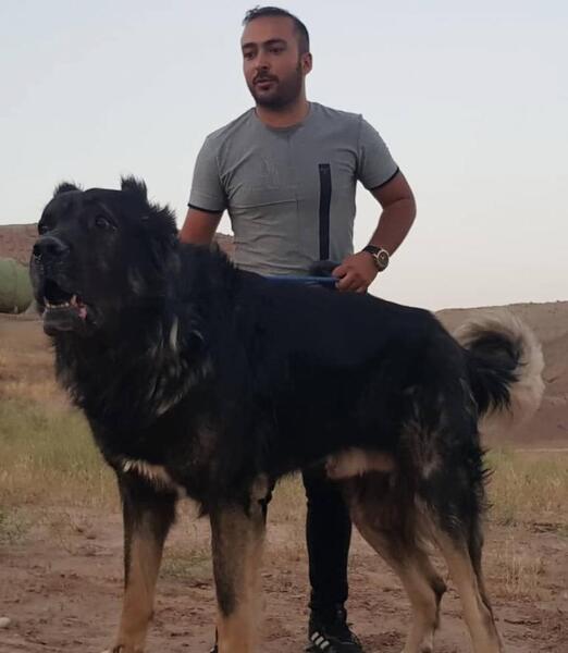 عکس سگ روتوایلر بزرگ