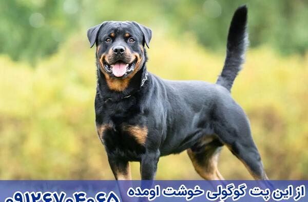 عکس سگ روتوایلر ماده