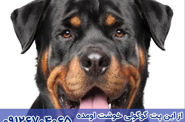 عکس سگ روتوایلر ماده